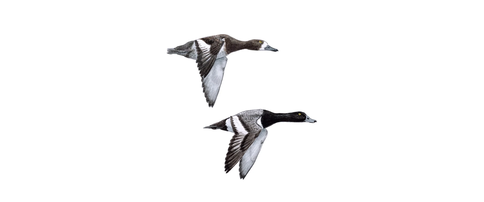 Greater scaup