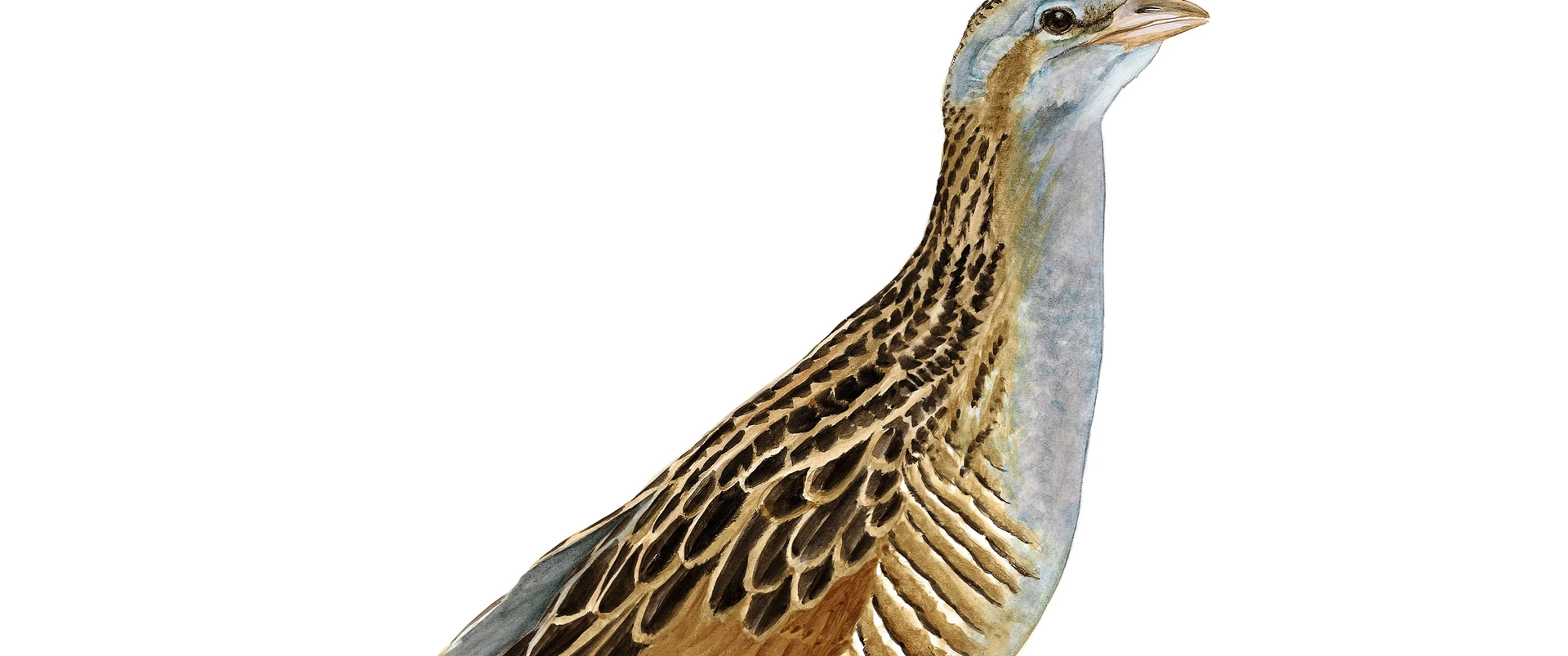 Corn crake