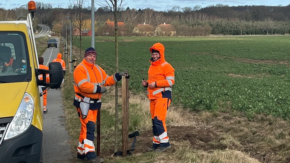 Entreprenørgårdens medarbejdere planter vejtræer